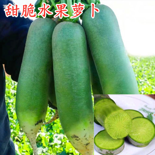潍县青萝卜种子大全水果萝卜种籽四季蔬菜农家菜种沙窝萝卜籽种孑