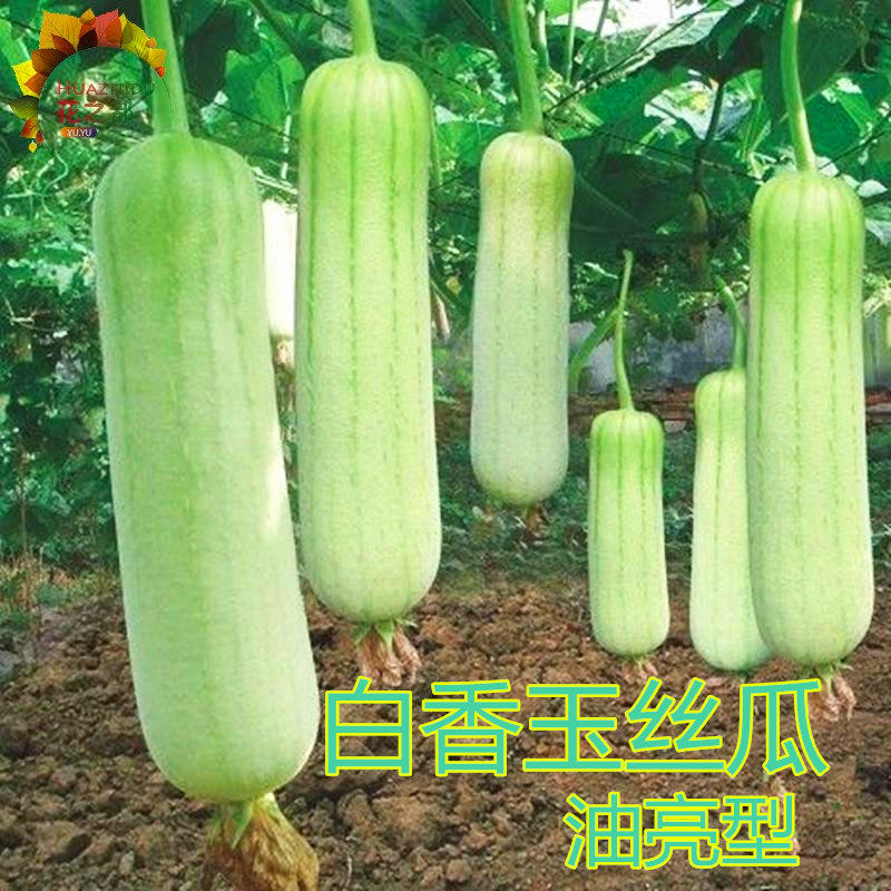 香玉白丝瓜种子油亮白色肉丝瓜种籽短棒形口感好四季高产蔬菜包邮