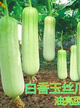 香玉白丝瓜种子油亮白色肉丝瓜种籽短棒形口感好四季高产蔬菜包邮