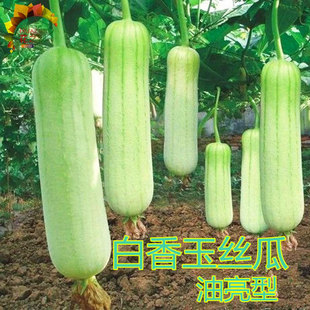 香玉白丝瓜种子油亮白色肉丝瓜种籽短棒形口感好四季高产蔬菜包邮