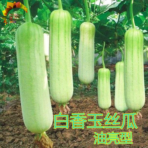 香玉白丝瓜种子油亮白色肉丝瓜种籽短棒形口感好四季高产蔬菜包邮