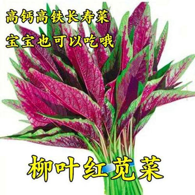 柳叶苋菜种子四季蔬菜红色