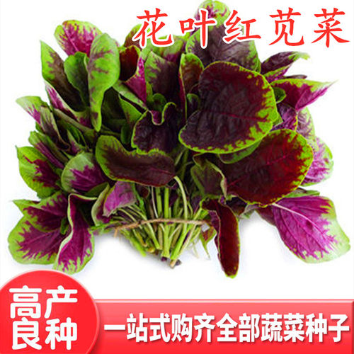 红苋菜种子长寿菜花叶叶菜种籽四季蔬菜保健野菜种籽庭院阳台包邮