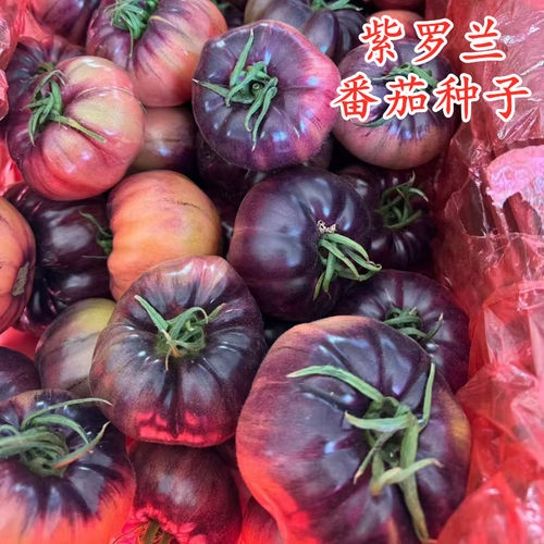 紫罗兰大番茄种子特色黑番茄紫色西红柿沙瓤番茄花青素西红柿种籽