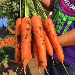 玫瑰红胡萝卜种子红芯红肉胡萝卜种籽四季高产蔬菜种子阳台庭院