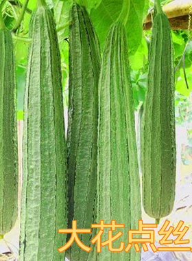 翠秀大花点丝瓜种子 大肉八角棱角丝瓜种籽 阳台四季蔬菜苗包邮