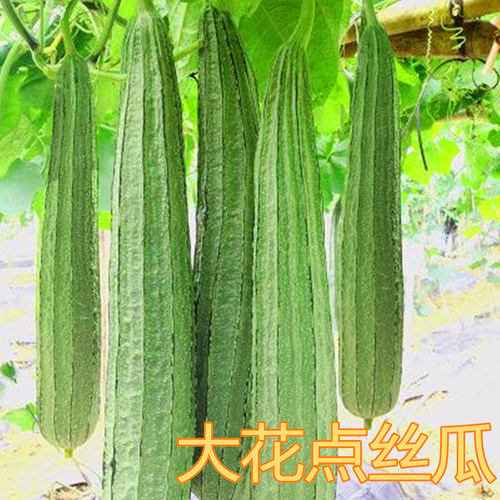 翠秀大花点丝瓜种子 大肉八角棱角丝瓜种籽 阳台四季蔬菜苗包邮