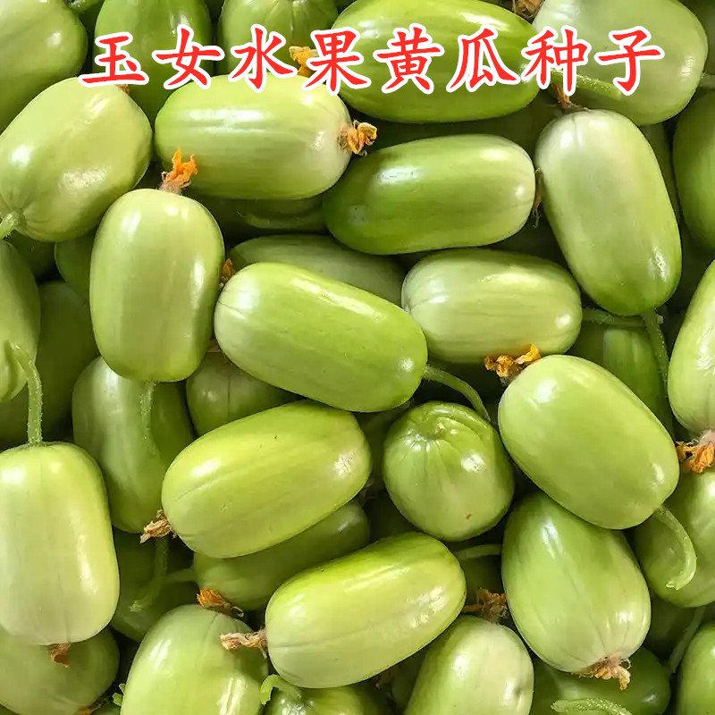 玉女水果黄瓜种子金童玉女无刺水果黄瓜种籽迷你拇指黄瓜四季蔬菜