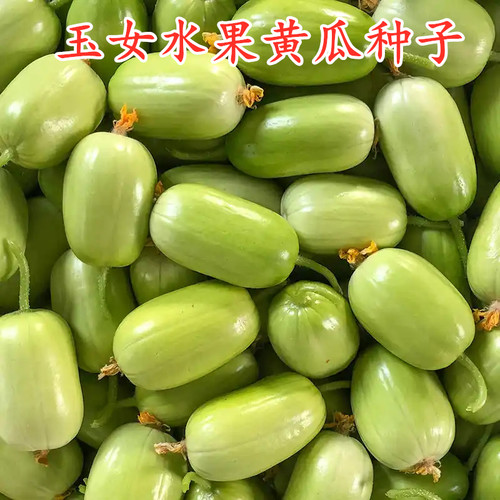 玉女水果黄瓜种子金童玉女无刺水果黄瓜种籽迷你拇指黄瓜四季蔬菜