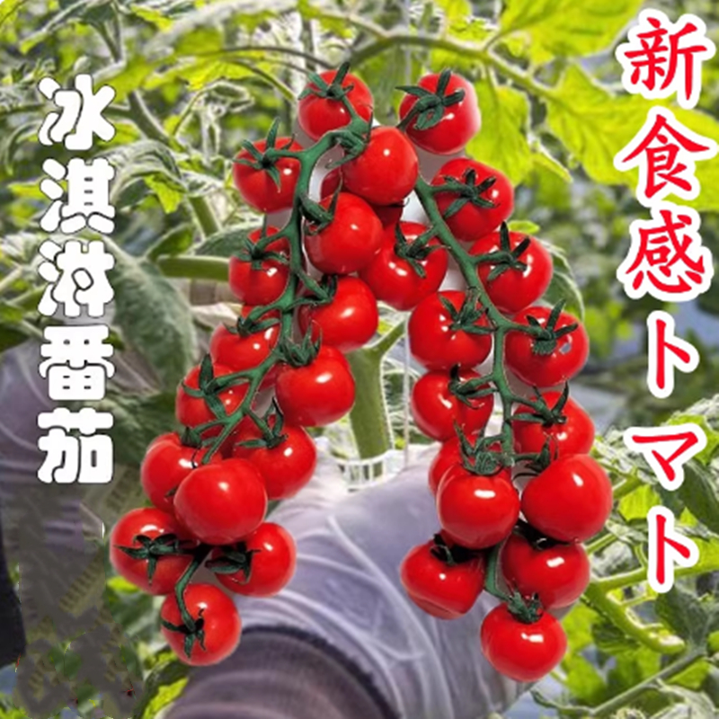 冰激凌冰淇淋番茄种子纯甜高糖红色黄色小番茄种籽圣女果四季蔬菜