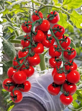 冰激凌冰淇淋番茄种子纯甜高糖红色黄色小番茄种籽圣女果四季蔬菜