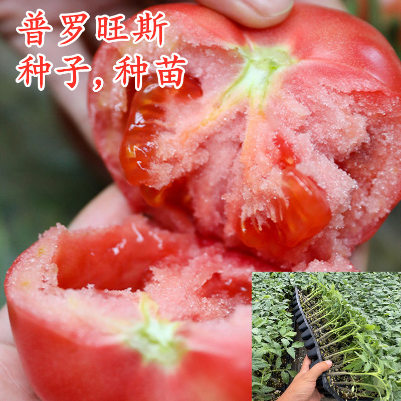 普罗旺斯番茄种子西红柿种籽草莓番茄苗沙瓤产量高口感好酸甜包邮