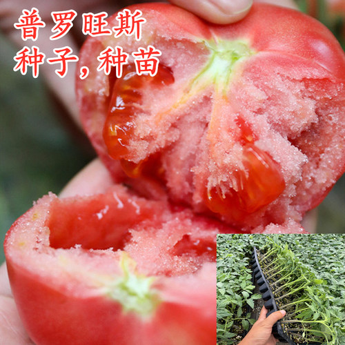普罗旺斯番茄苗西红柿子番茄种籽