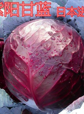 紫色甘蓝种籽卷心菜种子包心菜大头菜洋白菜莲花白四季包邮紫阳