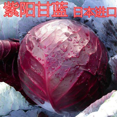紫色甘蓝种籽卷心菜种子包心菜大头菜洋白菜莲花白四季包邮紫阳