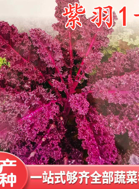 羽衣甘蓝种子紫色紫红雨衣甘蓝种籽四季盆栽庭院观赏蔬菜高产包邮