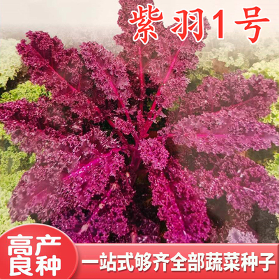 羽衣甘蓝种子紫色紫红雨衣甘蓝种籽四季盆栽庭院观赏蔬菜高产包邮