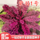 包邮 羽衣甘蓝种子紫色紫红雨衣甘蓝种籽四季 盆栽庭院观赏蔬菜高产