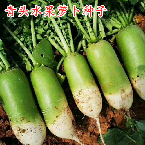 萝卜种子青头萝卜种籽水果萝卜水分大脆甜不糠高产特色蔬菜高产