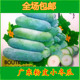 包邮 小冬瓜种籽广东迷你冬瓜四季 早熟白皮肉厚高产抗病蔬菜种子
