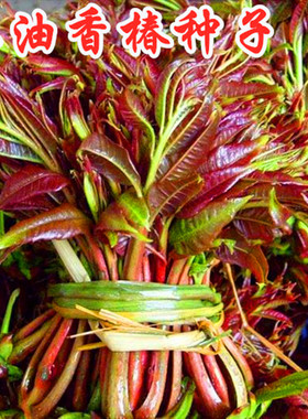 香椿种子红油香椿种籽红叶香芽香味浓郁高产四季大面积香椿树包邮