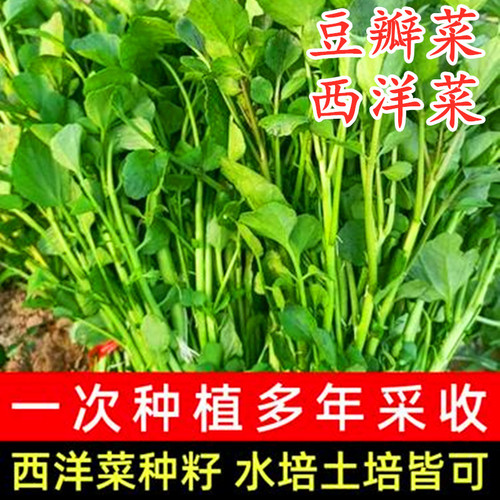 豆瓣菜种子西洋菜种籽水生野菜青菜春夏秋冬盆栽特色四季蔬菜包邮