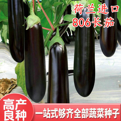 长茄种子绿萼绿把茄子种籽嫁接茄子苗子耐寒耐热四季蔬菜806长茄