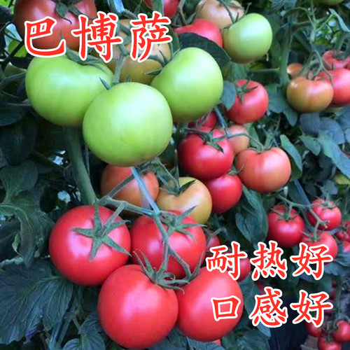 耐热高产粉果番茄种子番茄苗
