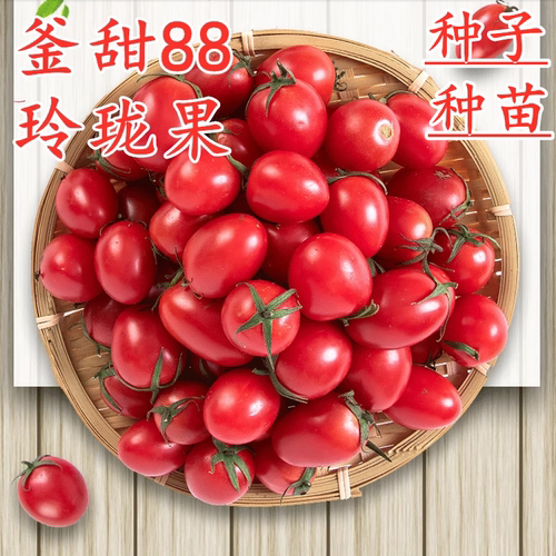 釜山88小番茄种子种苗