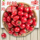 圣女果种子樱桃番茄种籽玲珑果番茄种苗秧苗子四季 蔬菜釜山釜甜88
