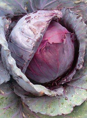 紫甘蓝种籽紫色包菜种子大头菜洋白菜卷心菜特色蔬菜四季高产包邮