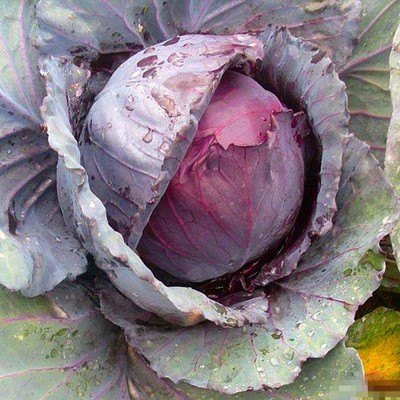 紫甘蓝种籽紫色包菜种子大头菜洋白菜卷心菜特色蔬菜四季高产包邮