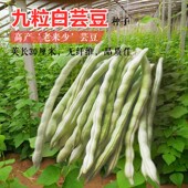 包邮 老来少白不老九粒白芸豆种子豆角架豆籽豆种蔬菜四季 耐寒耐热