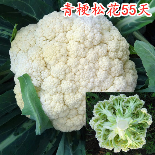 青梗松花菜种子有机耐寒大面积
