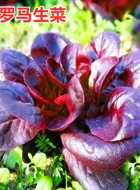 紫色罗马生菜种子紫红色生菜种籽散叶速生特色四季高产蔬菜包邮