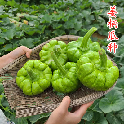 云南姜柄瓜种籽七叶瓜庭院爬藤小南瓜种绿菜瓜四季蔬菜种子孑包邮