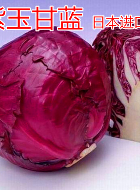 紫甘蓝种子包菜种子紫洋白菜种子紫色蔬菜种子包心菜包包菜紫玉