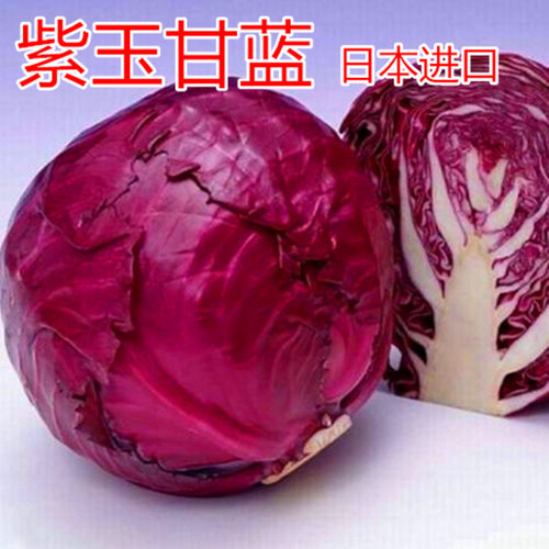 进口紫洋包邮蔬菜种子