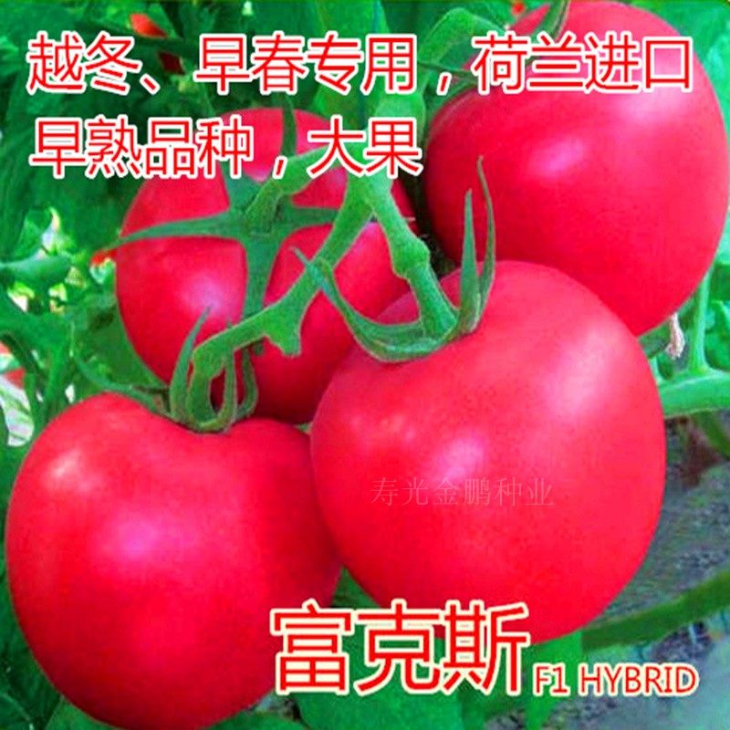 番茄种子粉果西红柿种籽番茄苗大果高产四季蔬菜秧苗口感好富克斯,农用物资,蔬菜种子/种苗,淘宝优惠券,粉丝福利购,淘宝优惠卷