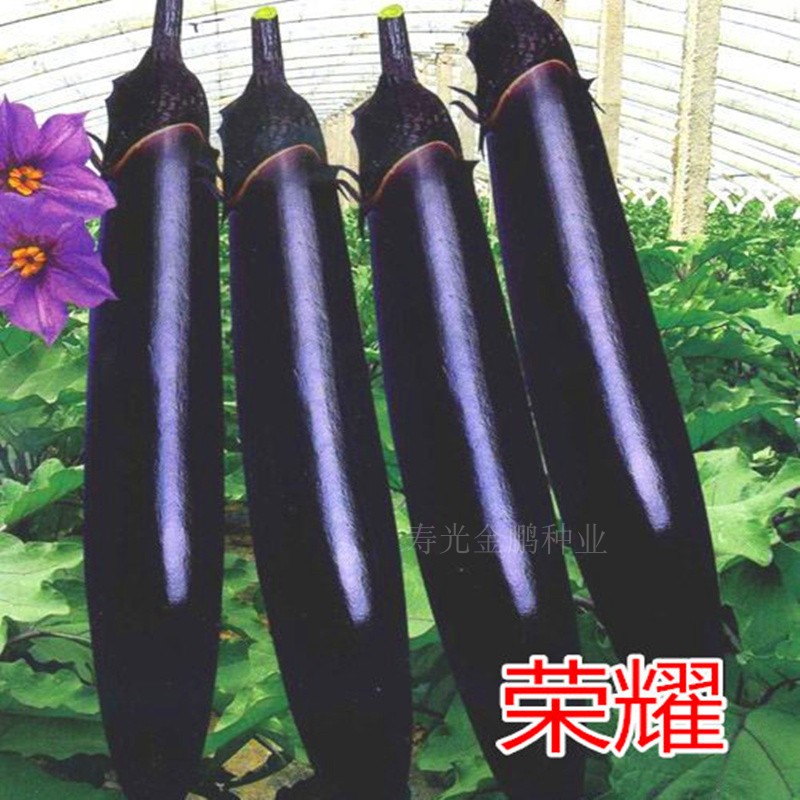 长茄种子紫萼紫把长茄种苗嫁接茄子苗紫黑色茄子种籽产量高荣耀