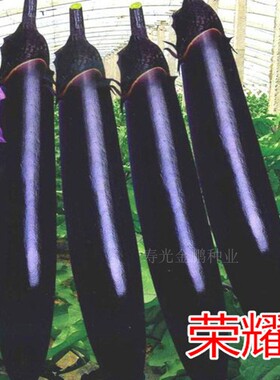 长茄种子紫萼紫把长茄种苗嫁接茄子苗紫黑色茄子种籽产量高荣耀