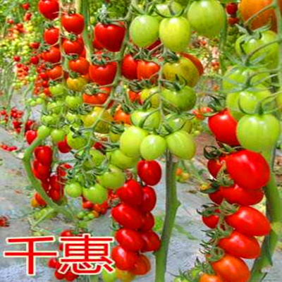 红色樱桃番茄种子特色超甜小圣女果种籽番茄秧苗子四季蔬菜籽千惠