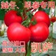 番茄种籽粉红西红柿种子番茄苗耐寒大果高产四季 蔬菜种苗子凯萨