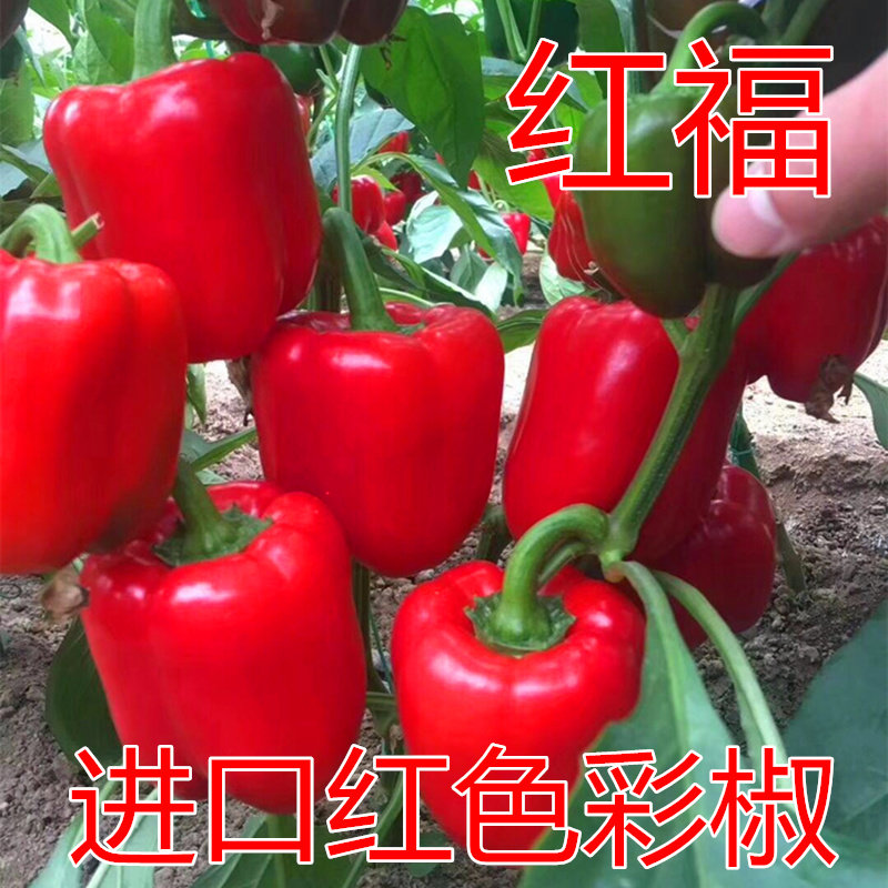 红色彩椒种子甜椒种籽方椒肉厚皮灯笼椒四季蔬菜高产庭院包邮红福