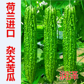 包邮 苦瓜种子杂交苦瓜种籽种苗齐顶油绿大刺瘤油绿四季 蔬菜 润泽