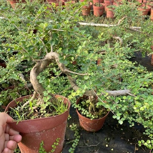 提根飘枝海南香兰游龙老桩造型盆景开花浓香名贵品种博兰花园绿植