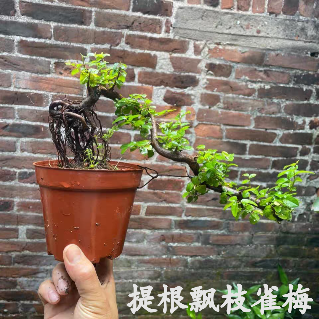 岭南盆景小叶红芽雀梅提根老桩海南香兰盆景四季栀子花金边六月雪