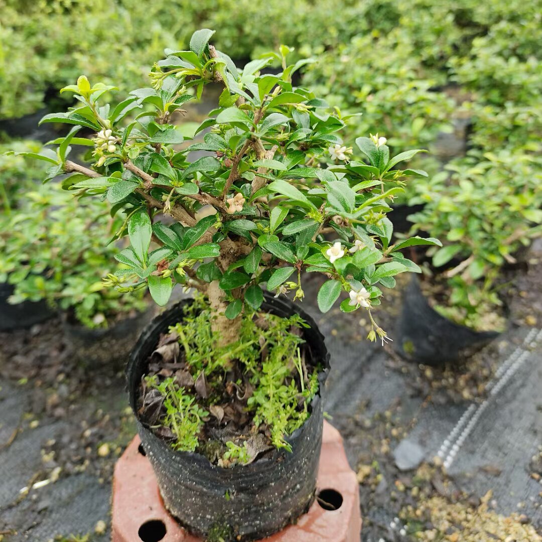小梅雪花矮桩绿植栀子花芽雀精品叶六月胡椒花木园红提根盆景小叶