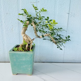 九里香悬崖盆景提根老桩微盆景绿植盆当年开花带花苞浓香室内驱蚊