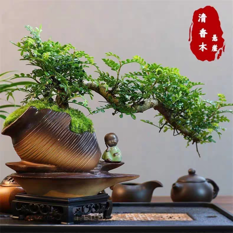 清香木提根飘枝老桩盆景室内驱蚊草四季常青花园假山造景绿植盆栽